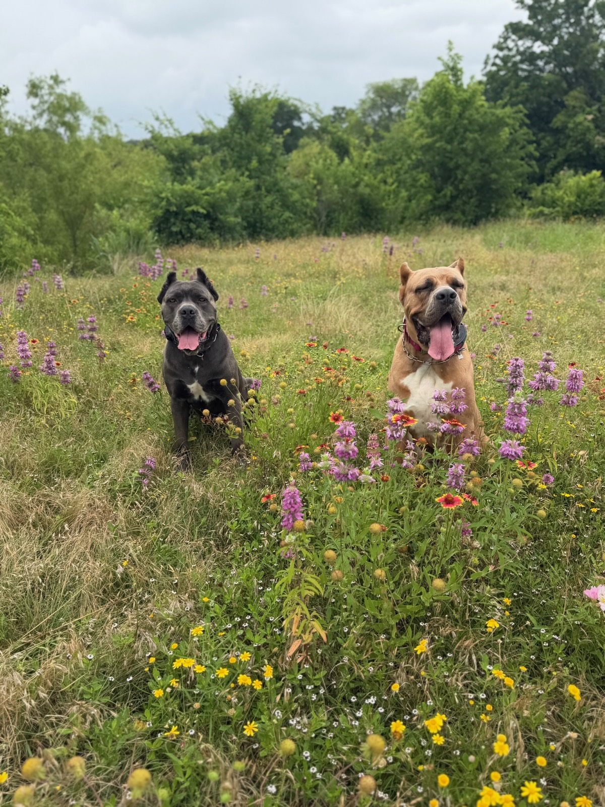 Two well-trained Cane Corsos sitting calmly in a Texas wildflower field