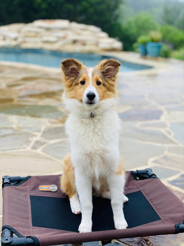 Dog Boarding and Training Austin TX